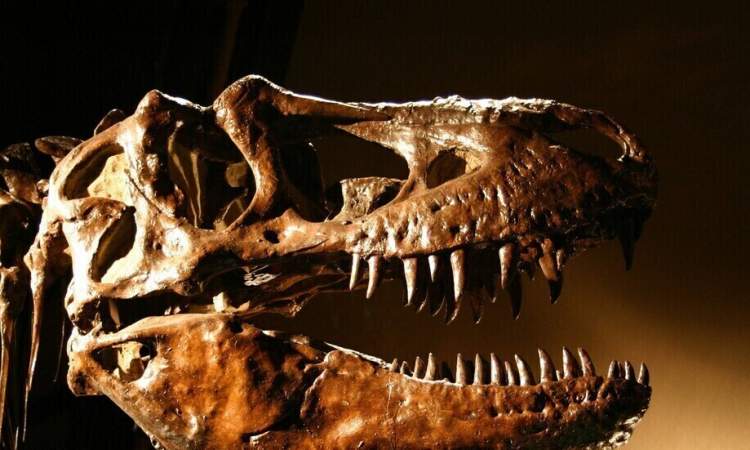 أروع 10 اكتشافات للديناصورات لعام 2020