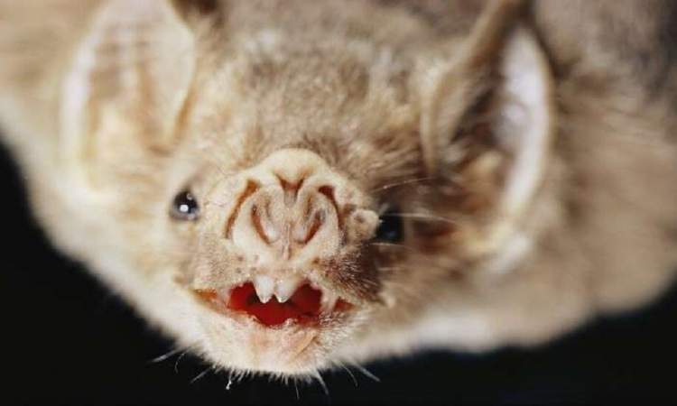  اكتشاف فيروس كورونا جديد في 5 خفافيش بتايلاند