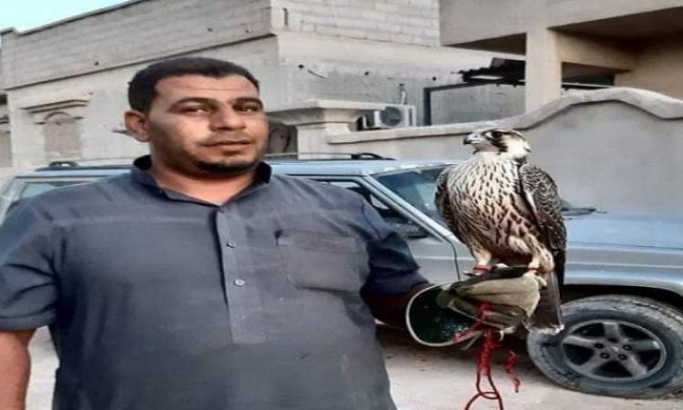 بيع صقر بما يقارب نصف مليون دولار