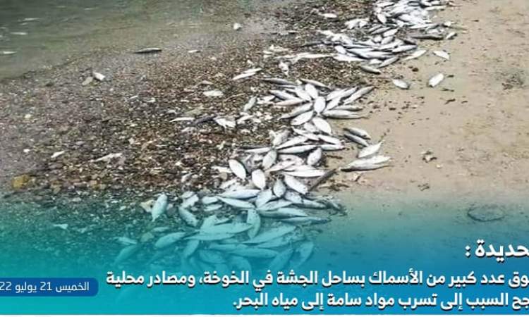 نفوق كمية كبير من الأسماك بساحل الخوخة بالحديدة