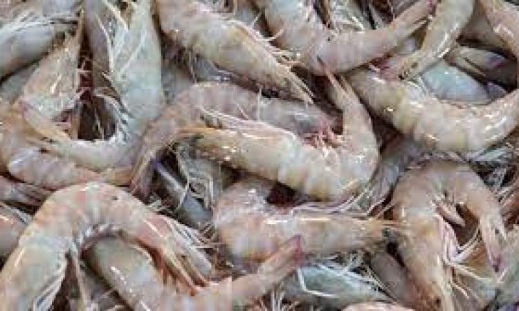 الثروة السمكية تحظر بيع وتداول الجمبري خلال إغلاق موسم الاصطياد