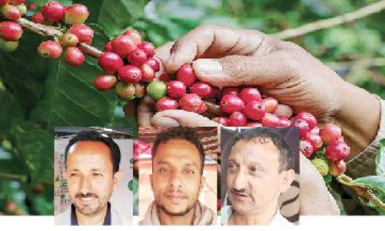 مع أن البن اليمني يحتل المركز الأول عالميا..12 ألف طن سنوياً من البن الخارجي المهرب يغزو السوق المحلية