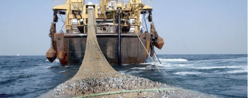 قحيم :سفن الصيد تجرف الثروة ويجب وقفها