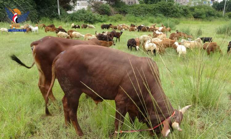 قافلة عيدية من زكاة اب للجبهات تضم 198 راسا من الماشية