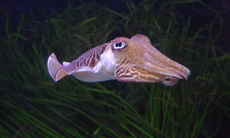 فتح موسم اصطياد الحبار في مياه البحر الأحمر