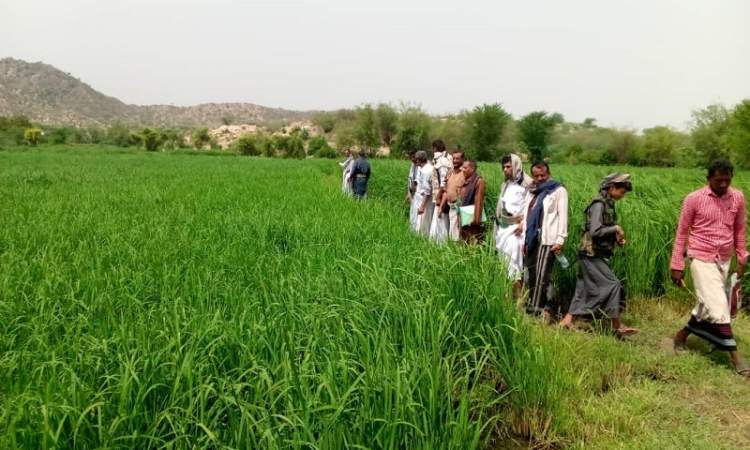 زراعة 67 هكتار من الأراضي الزراعية بالذرة الشامية والأرز بحجة
