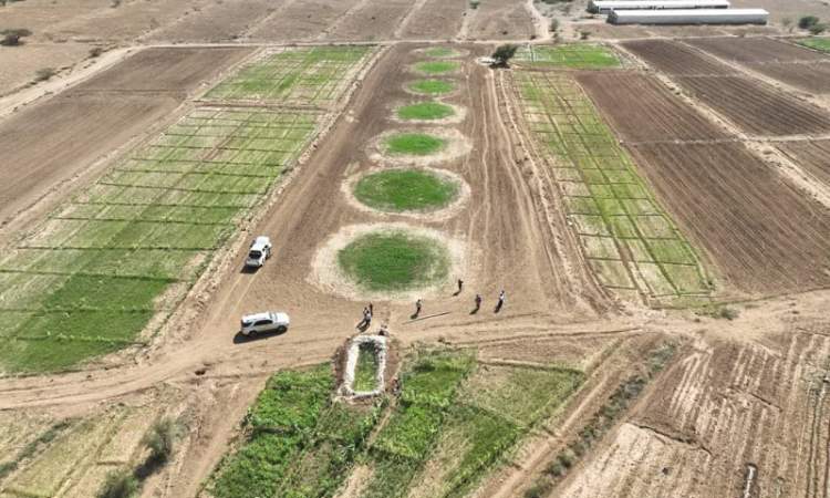 وحدة تمويل المشاريع والمبادرات الزراعية بالحديدة تتوج نجاحاتها بسلسلة مشاريع تنموية