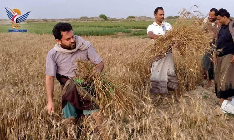 تدشين موسم حصاد القمح في مديرية اللحية بمحافظة الحديدة