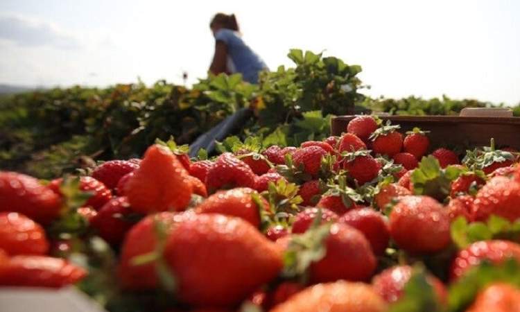 فئة من الأشخاص عليها تجنب الفراولة