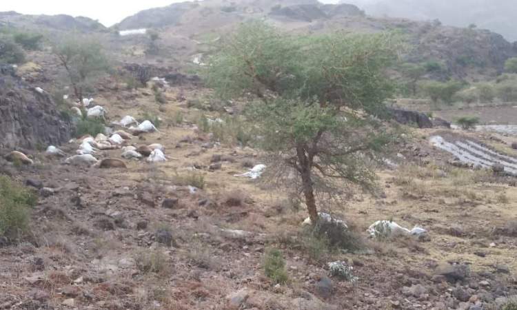 وفاة 3 اشخاص وتهدم منازل ونفوق مئات الاغنام جراء السيول بذمار