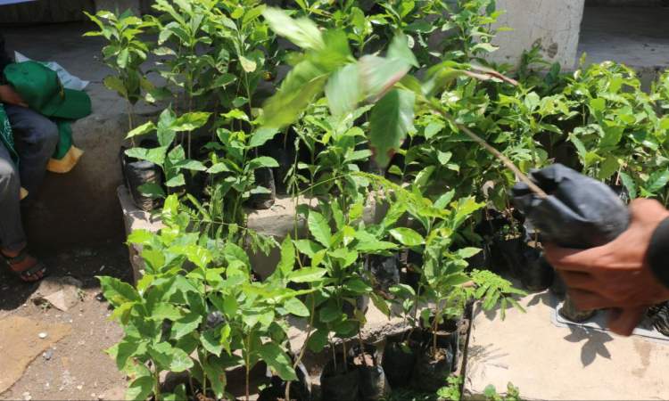 تدشين موسم التشجير لـ 130 ألف شتلة بن وأشجار مثمرة في تعز