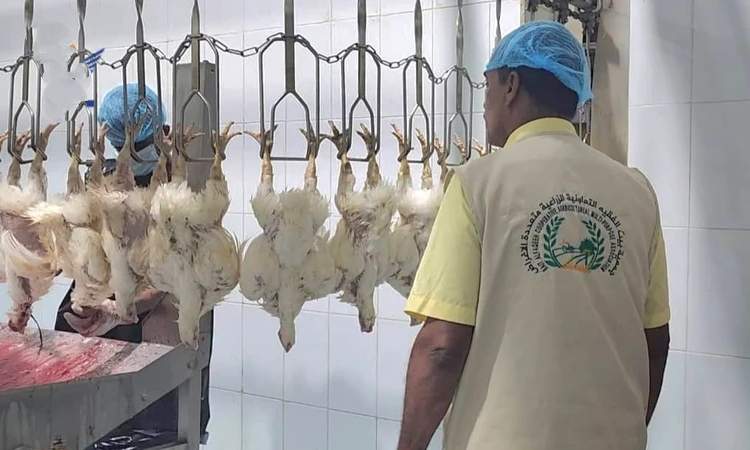 تدشين المرحلة الثانية من الزراعة التعاقدية في مجال الدواجن بالحديدة