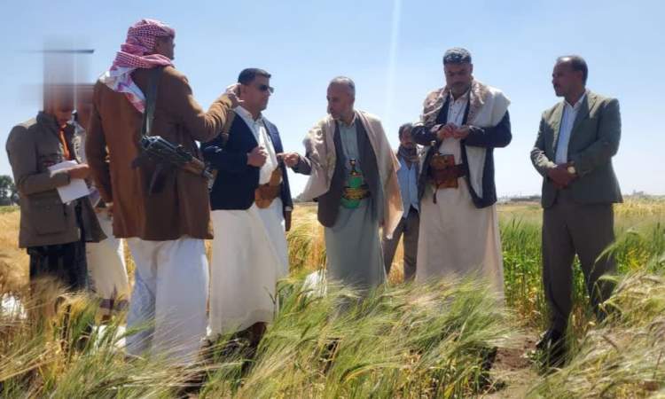تدشين حصاد محاصيل العتر والقمح والشعير في ذمار