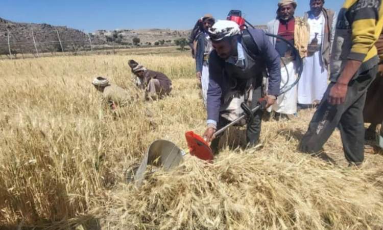 تدشين موسم حصاد محصول القمح بمديريات القطاع الغربي بصنعاء