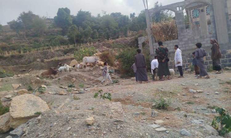 المحويت.. 4 فرق بيطرية تواصل حملة تحصين شاملة للثروة الحيوانية 