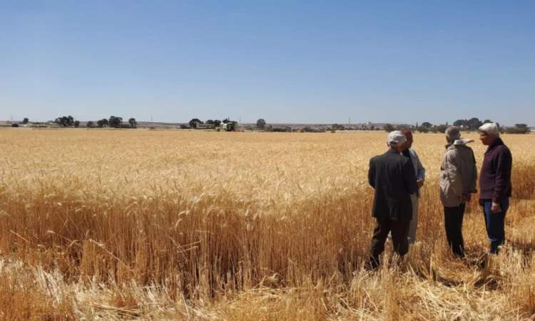 تدشين حصاد محصول القمح في ذمار