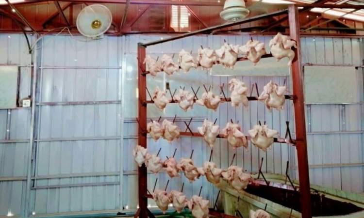 تدشين أولى سلاسل إنتاج الدواجن في مديرية الزهرة بالحديدة